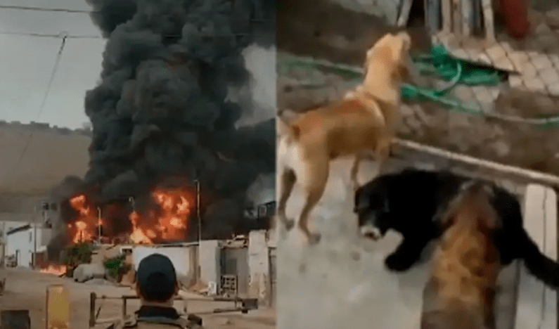 Voraz incendio consume almacén cerca de refugio de perros en Villa El&nbsp;Salvador